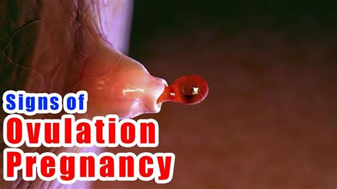 Ovulation Symptoms How To Know When You Are Ovulating Youtube