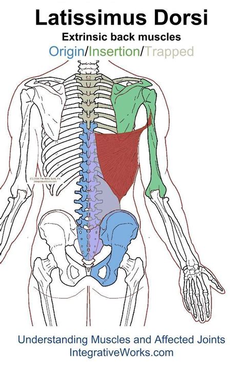 Shoulder tendonitis is painful, frustrating, and interferes with basic daily activities. oit-latissimus-dorsi | Latissimus dorsi, Trigger points, Back muscles