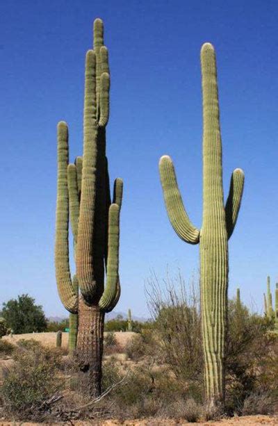 A History Of Saguaro Cactus Monitoring In Saguaro National Park 1939