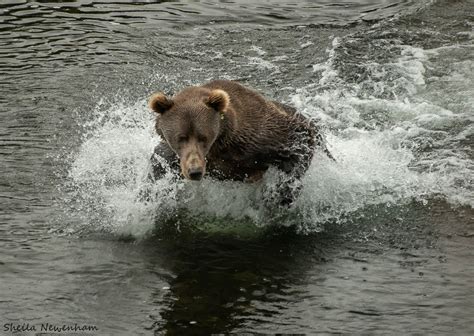 Kodiak Brown Bears Exploring Nature By Sheila Newenham