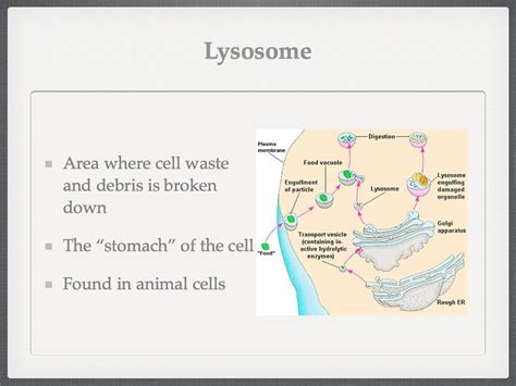 Sasic 6th Grade Adventures In Learning Cell Organelles Powerpoint