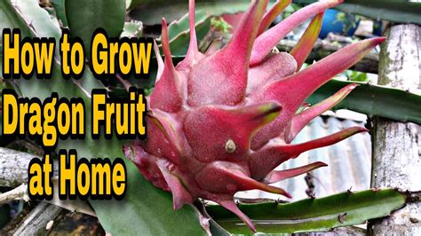 How To Grow Dragon Fruit How To Grow Dragon Fruit At Home Youtube