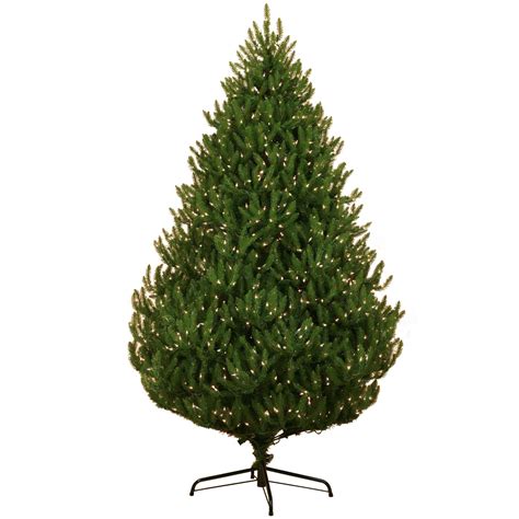 There are about 40 species of spruce trees worldwide, with several including the colorado spruce and the norway spruce being the most common. Norway Spruce Prelit Tree - Christmas Lights, Etc