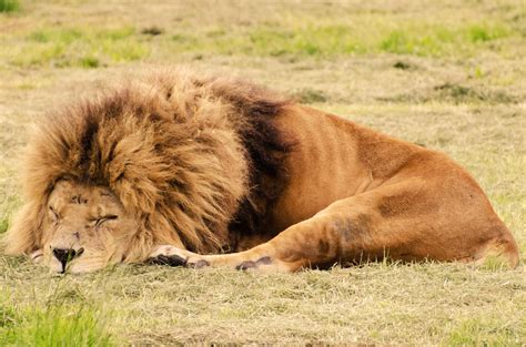 Lion Sleeping Free Stock Photo Public Domain Pictures