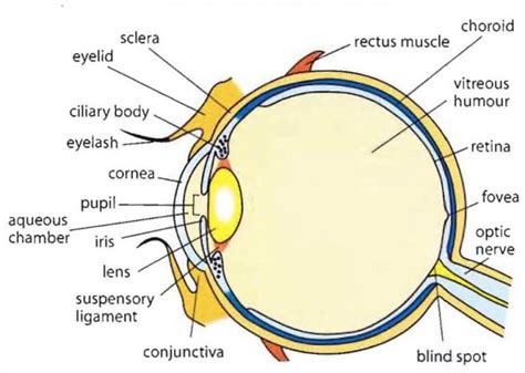 Human Eye Class 8 Light