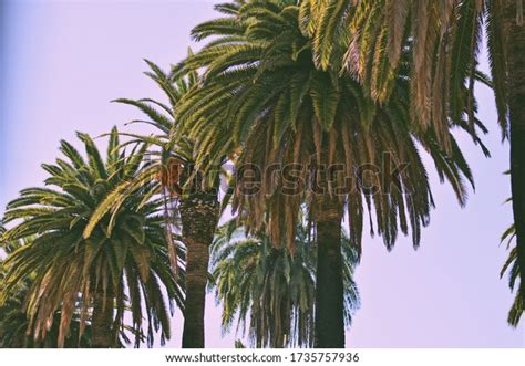 Fat Palm Trees Stacked Stock Photo 1735757936 Shutterstock