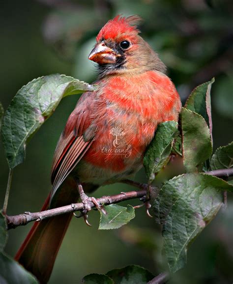 Juvenile Cardinal Male Flickr Photo Sharing