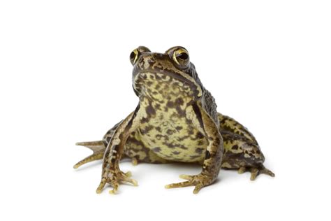 Another name for fatigues is battledress, as opposed to the more formal dress uniforms worn by members of all military branches. The Significance of Frogs in Chinese Culture | Synonym