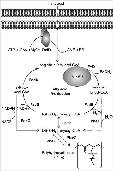 Proposed Fatty Acid Degradation B Oxidation Pathway In Pseudomonas