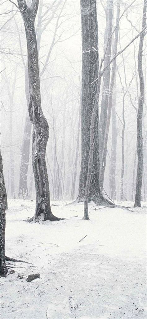 Trees Winter Snow 1080x2340