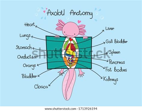 Have you ever heard of an axolotl? Axolotl Easy Anatomy Explanation Stock Vector (Royalty ...