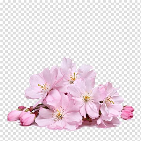 Pink Cherry Blossoms Illustration Cherry Blossom Flower Sakura