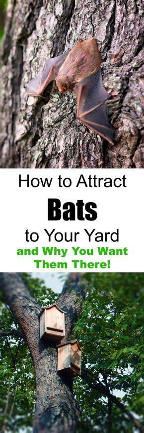 We did not find results for: How to Attract Bats to Your Yard and Why You Want Them ...
