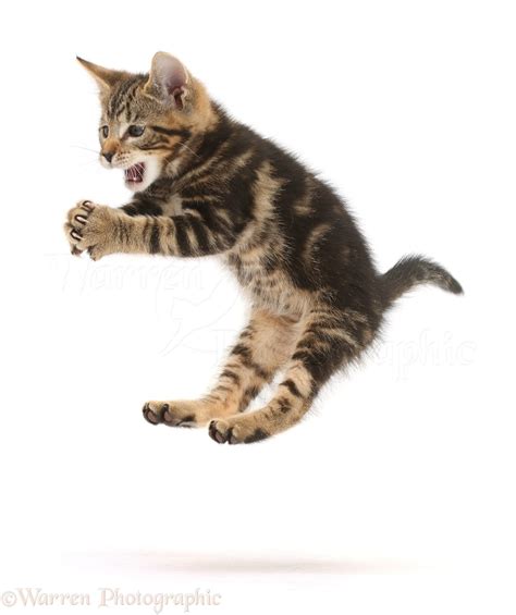 Tabby Kitten Leaping And Grasping Photo Wp45328
