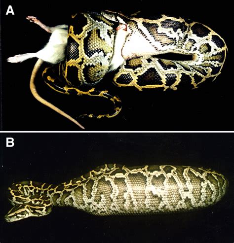 Digestive Physiology Of The Burmese Python Broad Regulation Of