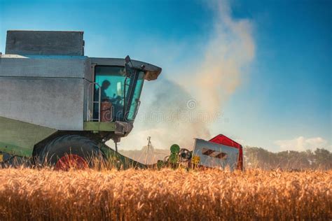 Combine Harvester Agriculture Machine Harvesting Golden Ripe Wheat