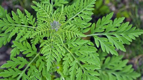 Beifuß blüht zwischen juli und september. Ambrosia: Allergiker-Albtraum jetzt schon bekämpfen
