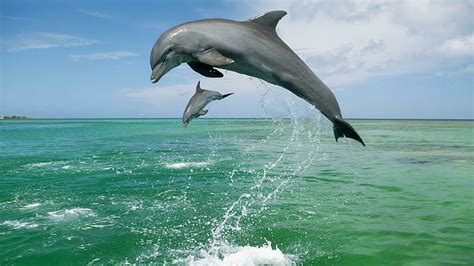 Hd Wallpaper Dolphin Jump Ocean Sea Spray Sunset Wallpaper Flare