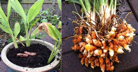 How To Grow Turmeric Planting Turmeric Root India Gardening