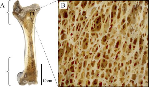 Cancellous Bone And Theropod Dinosaur Locomotion Part I—an Examination