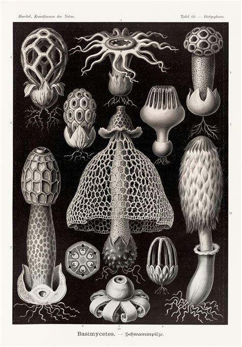 Feast Your Eyes On The Art Of Ernst Haeckel