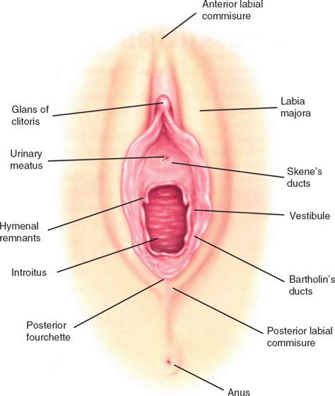 Perianal Rash Vulva Clitoris Painful Telegraph