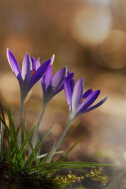 Crocus Spring Flower Free Photo On Pixabay Pixabay