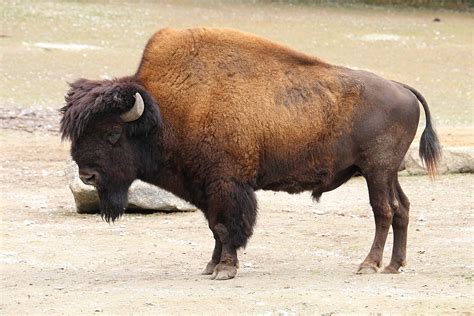 Bison Vs Buffalo How Many Bison Are Left In The World