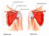 Pictures of Supraspinatus Muscle Strengthening Exercises