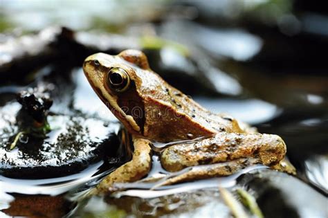 Small Brown Frog Stock Image Image Of Frog Amphibian 138620607