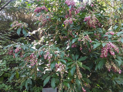 Pieris Valley Valentine Shrubs For Sale Uk