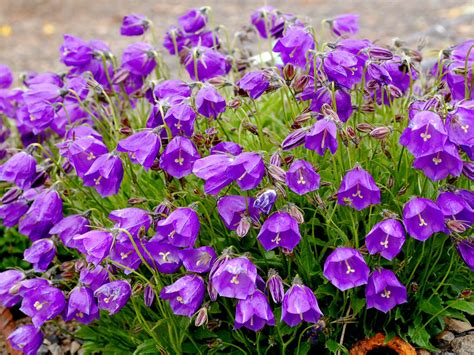 Campanula Violet Bells Flowers Garden House Plants Widescreen Pictures 1920x1200