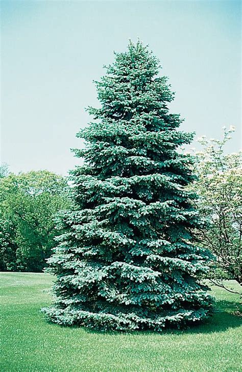 Receive 10 Free Blue Spruce Trees Blue Spruce Tree Colorado Blue