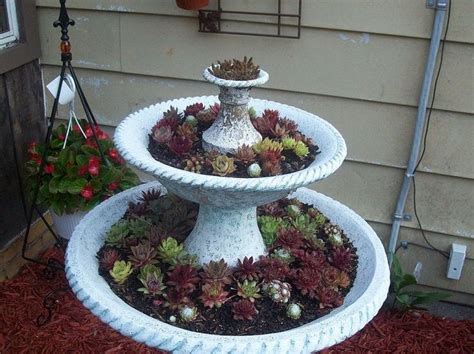 12 Fun Ways To Plant Hen And Chicks Hens And Chicks Plants Unusual