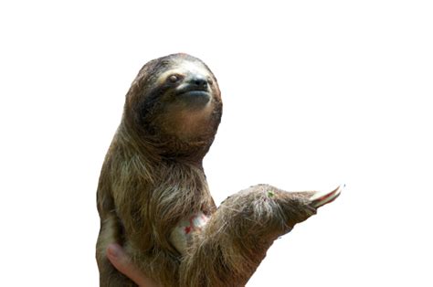 Sloth Png Transparent Image Download Size 543x360px