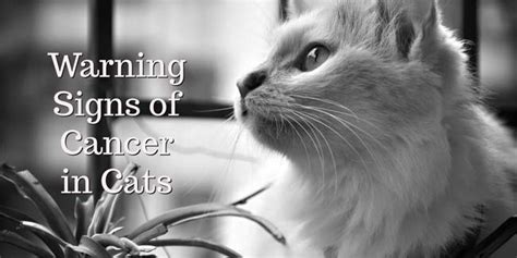 Warning Signs Of Cancer In Cats You Should Not Ignore Cat World