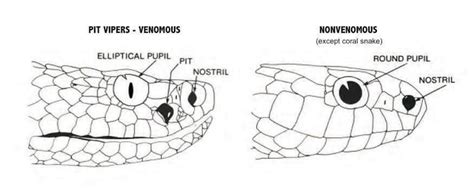 Difference Between Venomous Pit Vipers Mostly And Non Venomous Snake