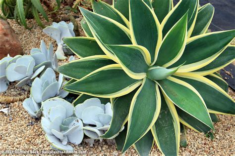 See full list on monrovia.com Plant porn from the 2017 Succulent Extravaganza