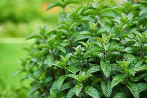 Mint Leaves Types Of Mint Plants Herbs And Food Recipes