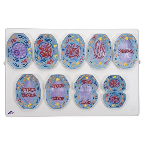 Plant Cell Mitosis Model Animal Model Of Meiosis Animal And Plant Cell