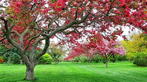 The Best Crabapple Trees For Your Landscaping Hickory Tree Services