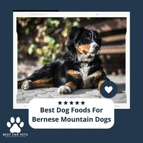 The 9 Best Dog Foods For Bernese Mountain Dogs In 2023 Bestforpets