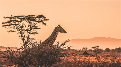 Top 10 Animals To See On Kenya Safari Tours G Adventures