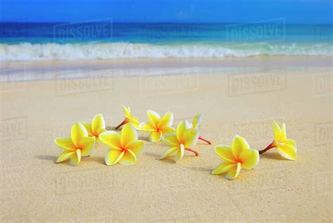 Hawaii Yellow Plumeria Flowers On The Beach Stock Photo Dissolve