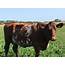 Estate Blog  Shorthorn Cattle On The September 2020 Deene Park