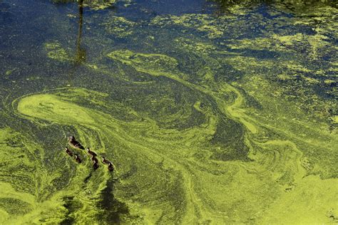 Biochar May Help Fight Against Harmful Algal Blooms