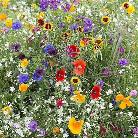 Hardy Annuals Early Flowering Mix Kings Seeds