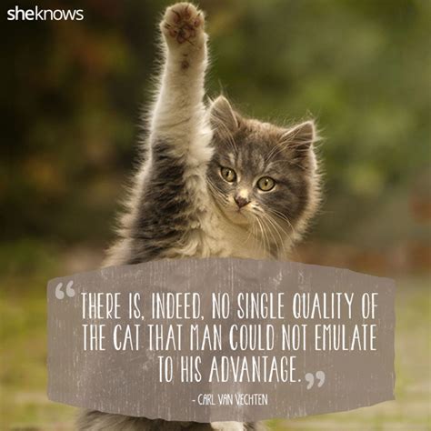 50 Cat Quotes That Only Feline Lovers Would Understand Cat Quotes