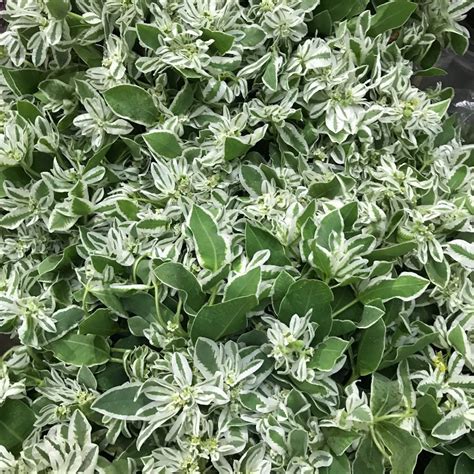 Snow On The Mountain Euphorbia Florabundance Wholesale Flowers