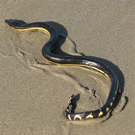 21 Of The Most Venomous And Poisonous Snakes In The World